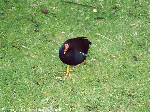 Specimen of Moorhen