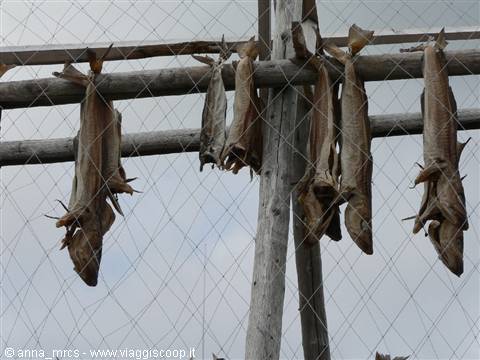 Fish drying