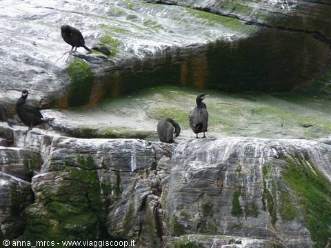 Cormorants