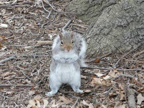 Squirrel-Central Park