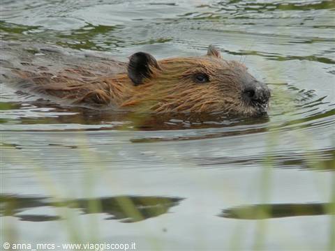 Beaver