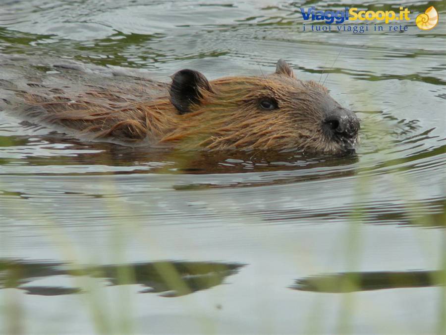 Beaver