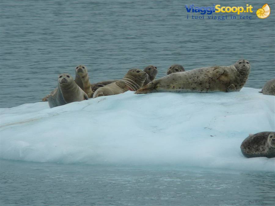 Seals - Prince William Sound