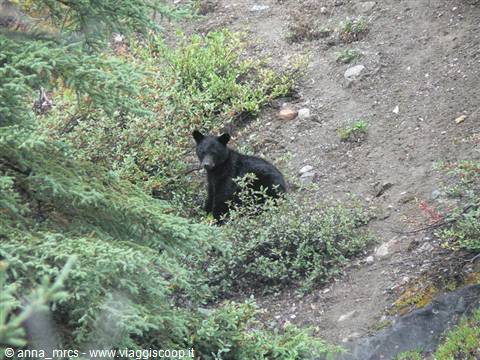 Black bear along the Root Glacier Trail