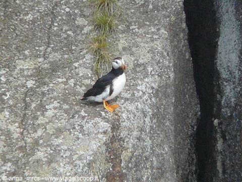 Puffin - Kenai Fjord National Park