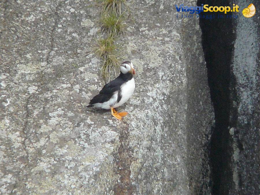 Puffin - Kenai Fjord National Park