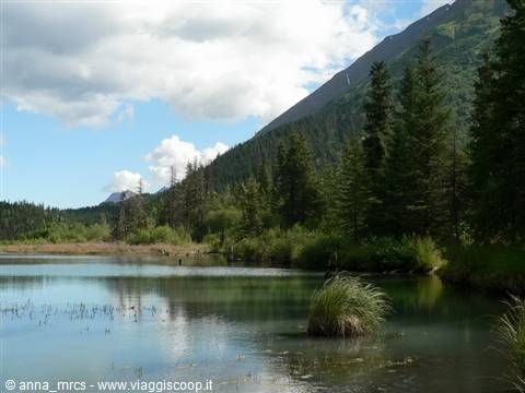 Kenai Peninsula - along the Sterling Highway