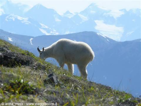 Rocky Mountain goat near the Crow Pass Trail