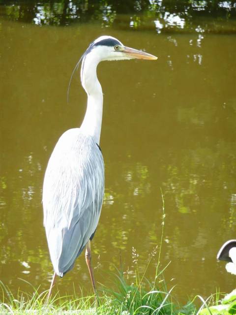 Heron - Zaanse Schans