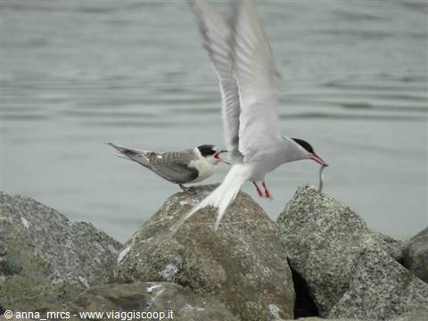 Arctic tern