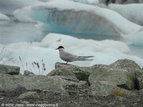 Arctic tern