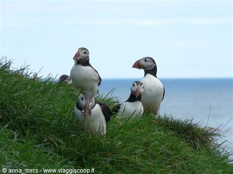 Puffins at Hafnarhòlmi