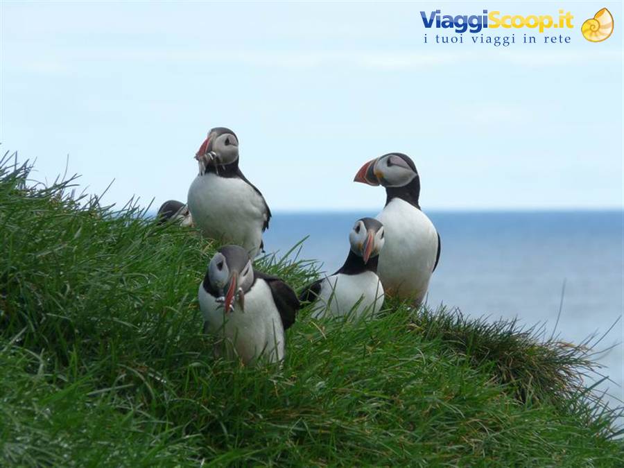 Puffins at Hafnarhòlmi