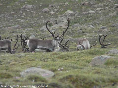 Reindeer along route 93
