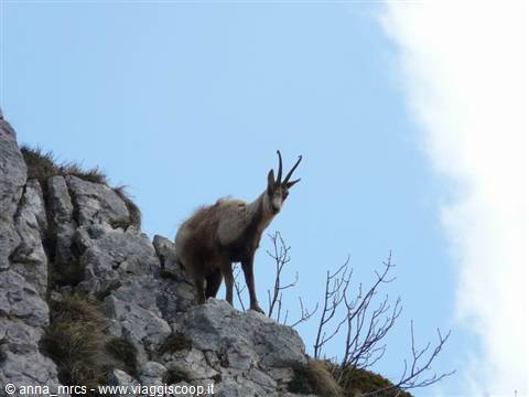 11 Abruzzo chamois