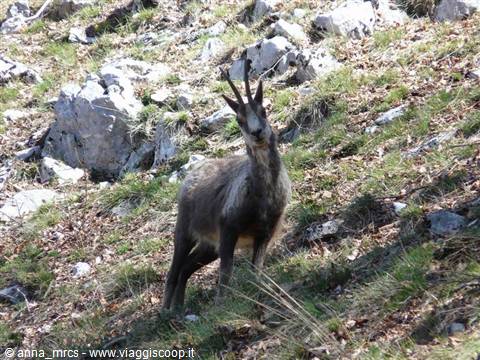 29 Abruzzo chamois