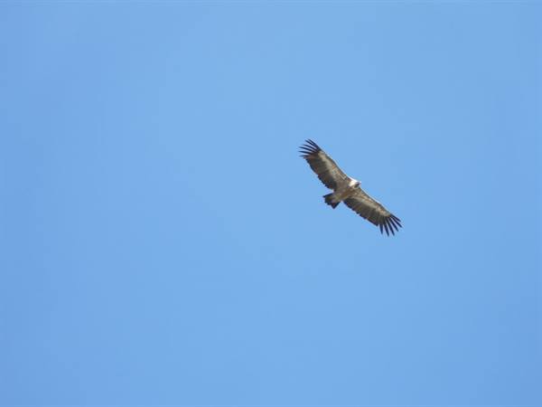 Griffon vulture