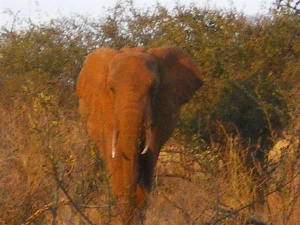 Dust-covered elephant walking forward through dry savanna bushes