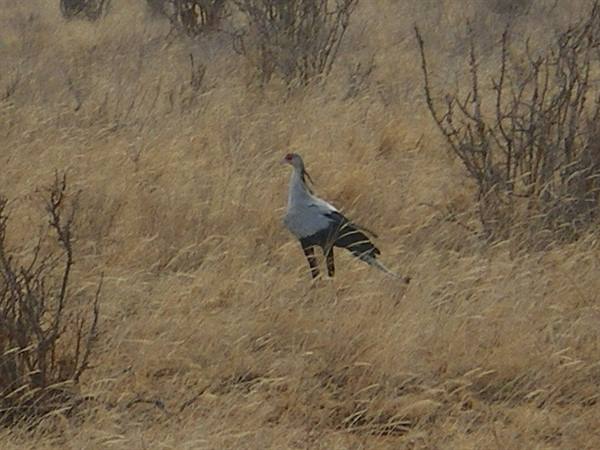 Secretarybird walking through dry grass and bare bushes in the savanna