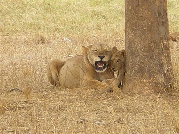 lioness and cub