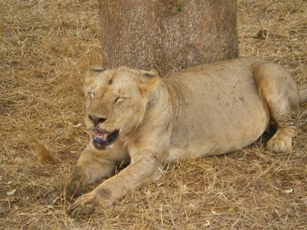 Lioness lying in a tree's shade on dry grass, resting with open mouth