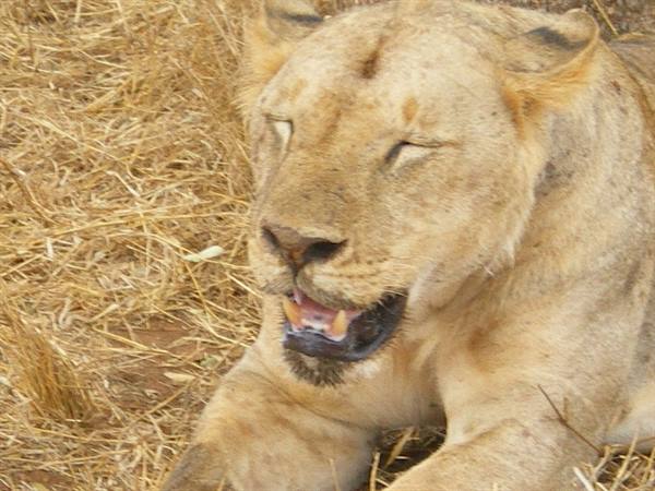 Lioness resting on dry grass with eyes closed in the sun