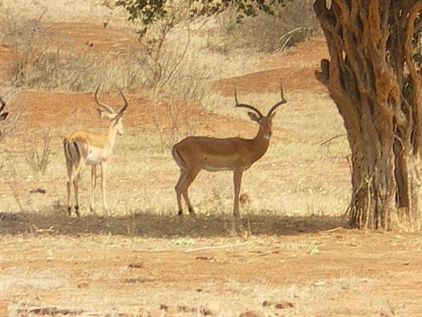 Two impalas with long horns under a tree in dry savanna