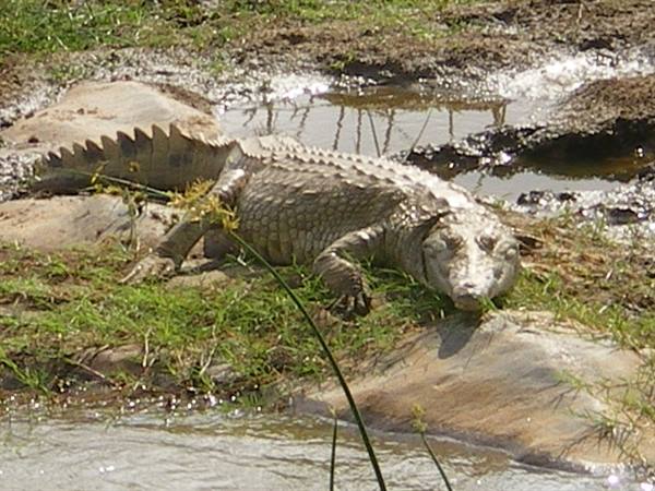 Crocodile resting motionless on muddy rocks between grass and murky swamp water