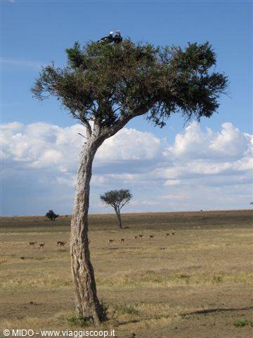 Trees at the Masai Mara