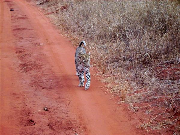 Leopard