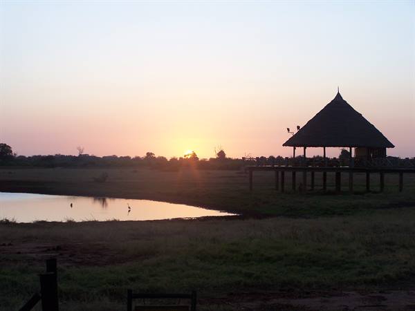 Dawn on the savannah