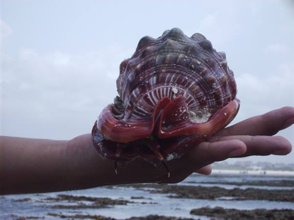 Large red striped shell resting on an open hand, beach in background