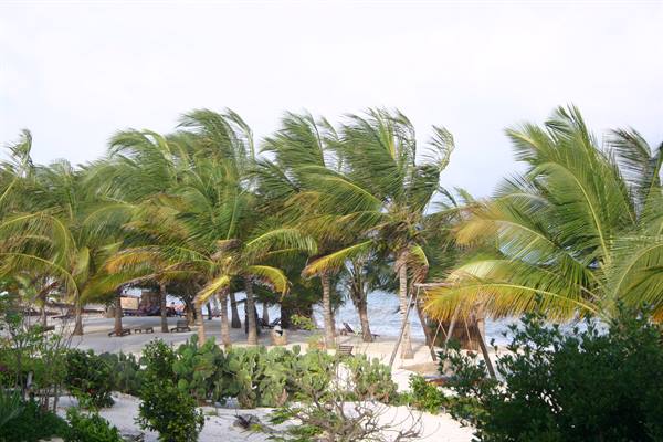 Wind-blown palm trees over white sand beach by the sea