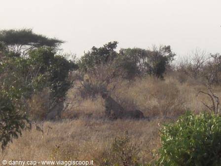 Two cheetahs hiding among dry grass and bushes in the savanna