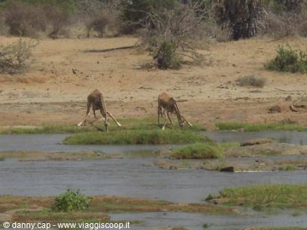Two giraffes splay their legs to drink at the river