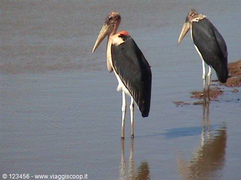 Two marabou storks standing in shallow water, reflected on the muddy shore