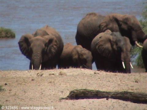 Herd of elephants with calf on sandy riverbank by the water