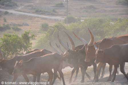 Ankole cows