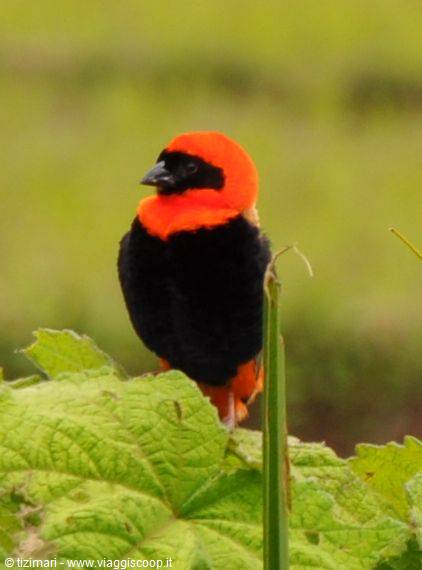 the cardinal