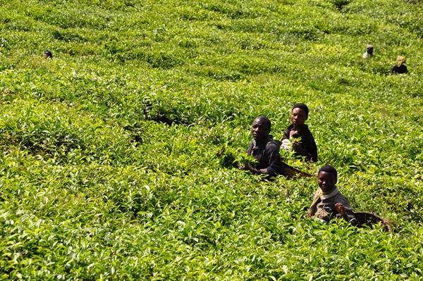 the tea harvest