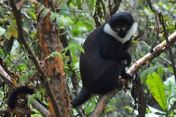 Nyungwe Forest, the mountain monkey