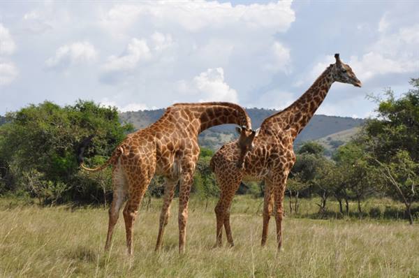 encounters in the Akagera park