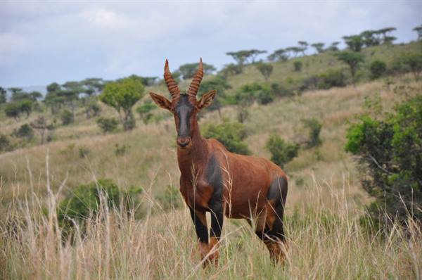 The Roan antelope, Akagera NP