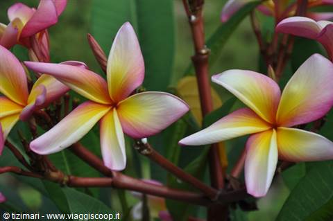 Pink and yellow frangipani flowers on dark branches among green leaves