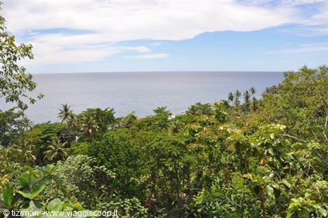 Calm sea beyond dense tropical forest with palm trees