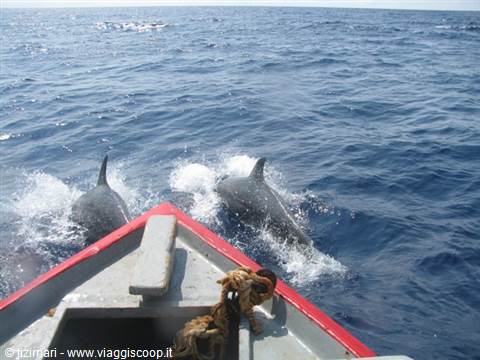 boat trip for dolphin watching