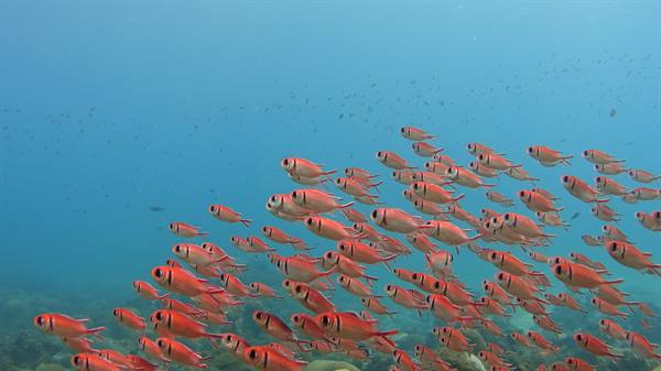 School of red soldierfish with black eye swims over coral reef
