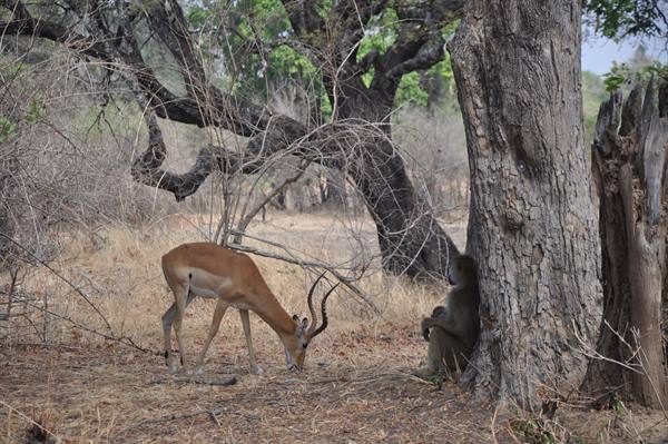 South Lwangwa National Park