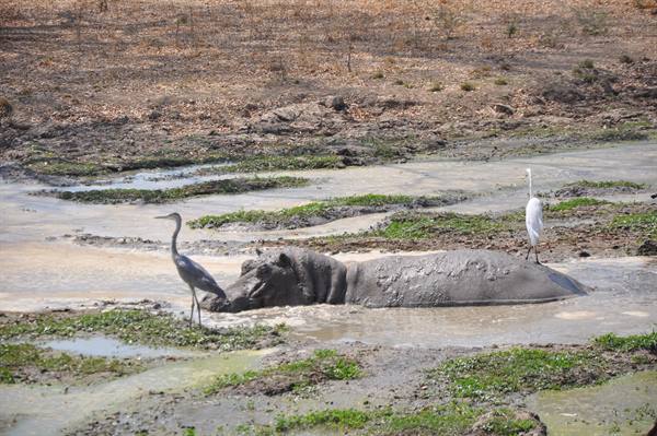 South Lwangwa National Park