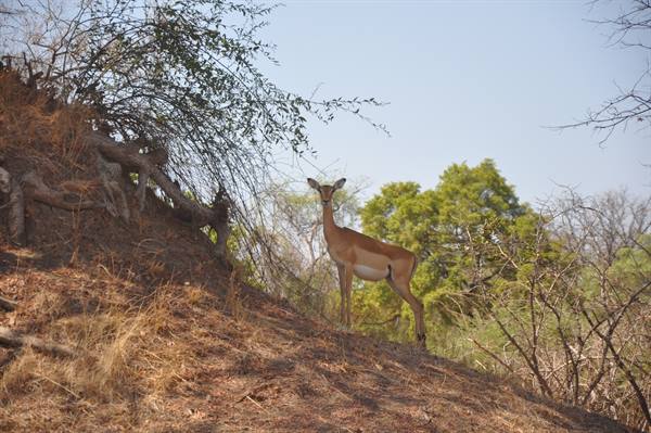 South Lwangwa National Park